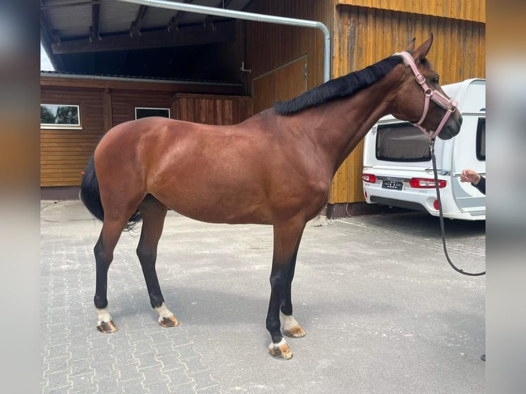 Koń hanowerski Klacz 8 lat 170 cm in Burgdorf