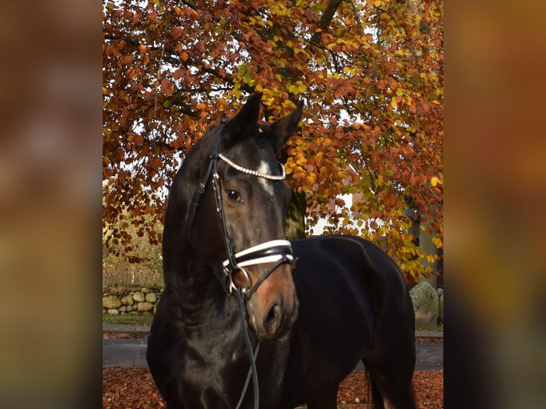 Koń hanowerski Klacz 8 lat 170 cm Skarogniada in Fredenbeck