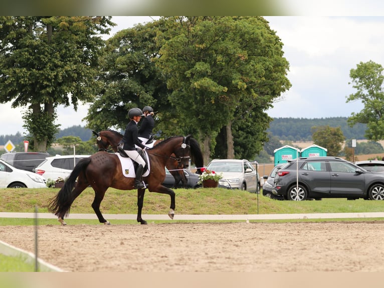 Koń hanowerski Klacz 8 lat 170 cm Skarogniada in Lengenfeld
