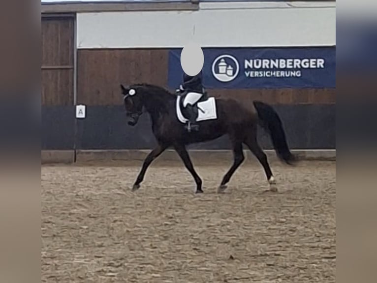 Koń hanowerski Klacz 8 lat 171 cm Ciemnogniada in Wieseth