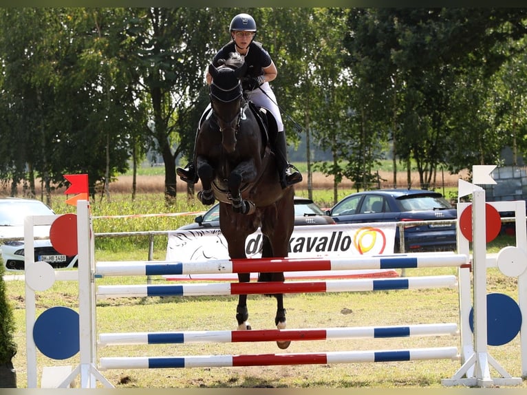 Koń hanowerski Klacz 8 lat 171 cm Kara in Maasen