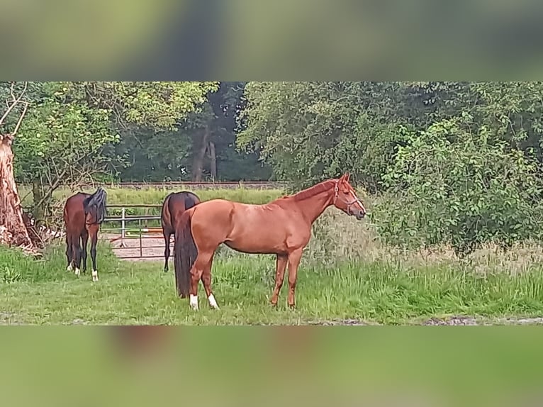 Koń hanowerski Klacz 8 lat 171 cm Kasztanowata in Walsrode