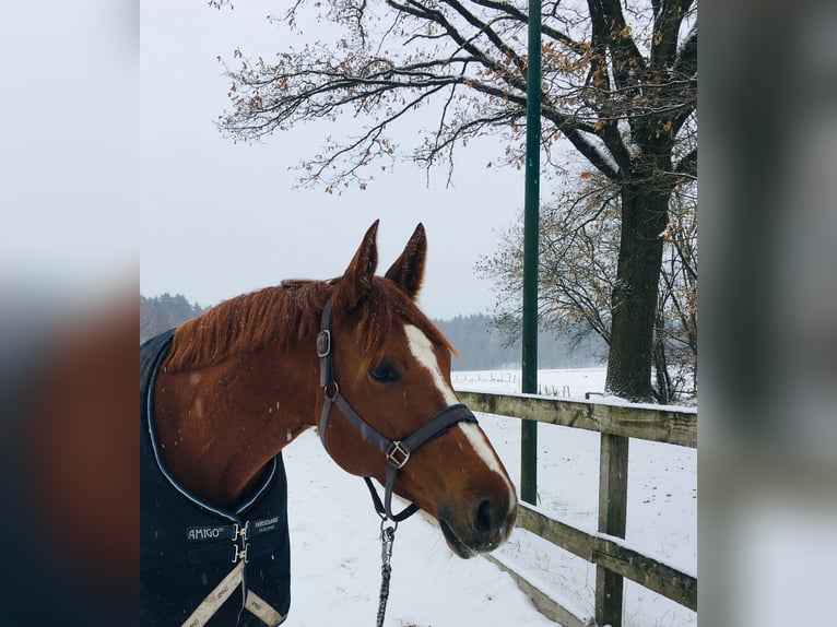 Koń hanowerski Klacz 8 lat 171 cm Kasztanowata in Walsrode