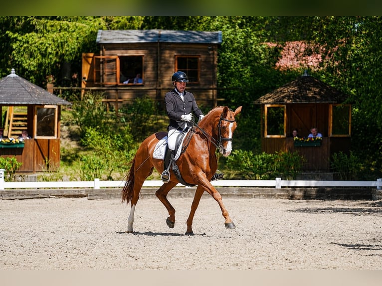 Koń hanowerski Klacz 8 lat 171 cm Kasztanowata in Wuppertal
