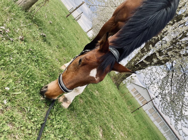 Koń hanowerski Klacz 8 lat 172 cm Gniada in Elchingen