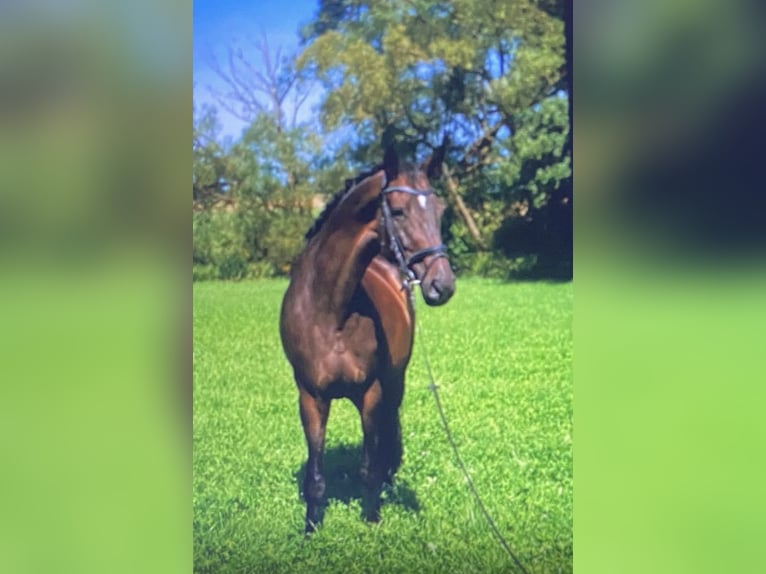 Koń hanowerski Klacz 8 lat 172 cm Gniada in Weimar