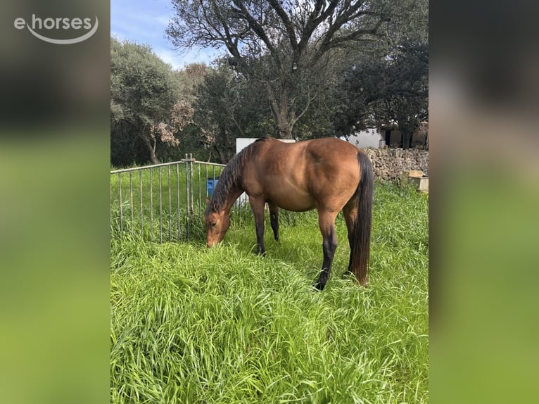 Koń hanowerski Klacz 8 lat 172 cm Jasnogniada in Ciutadella De Menorca