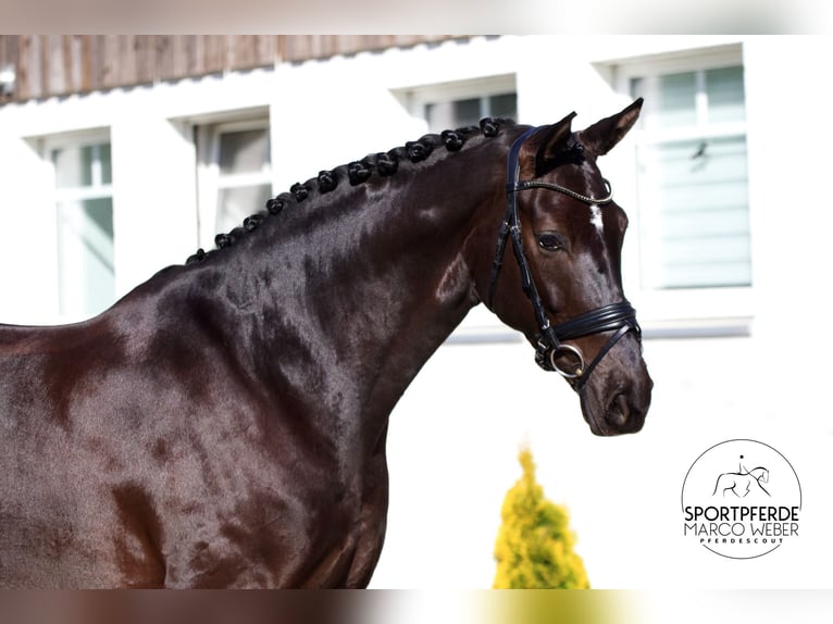 Koń hanowerski Klacz 8 lat 172 cm Kara in Ibbenbüren