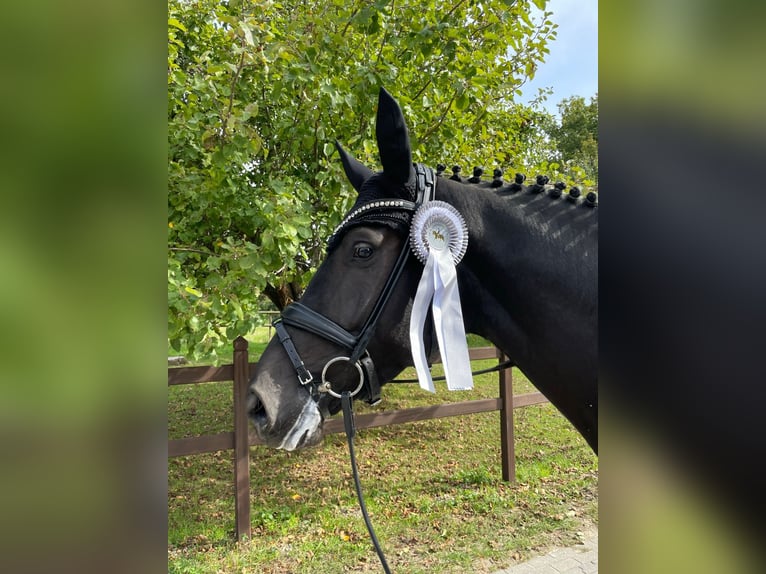 Koń hanowerski Klacz 8 lat 172 cm Kara in Übach-Palenberg