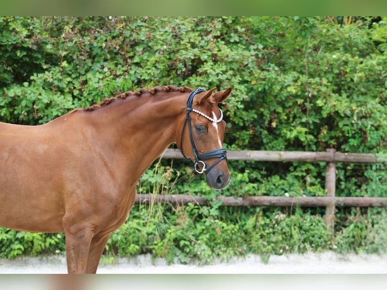 Koń hanowerski Klacz 8 lat 172 cm Kasztanowata in Griesheim