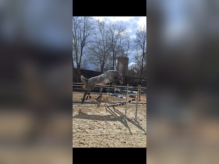 Koń hanowerski Klacz 8 lat 172 cm Siwa in Bad Berleburg