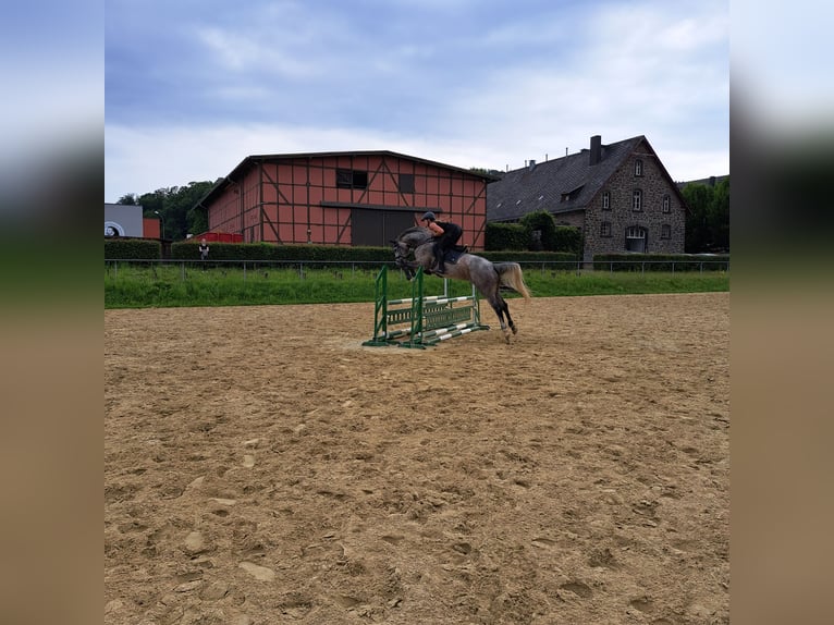 Koń hanowerski Klacz 8 lat 172 cm Siwa in Bad Berleburg