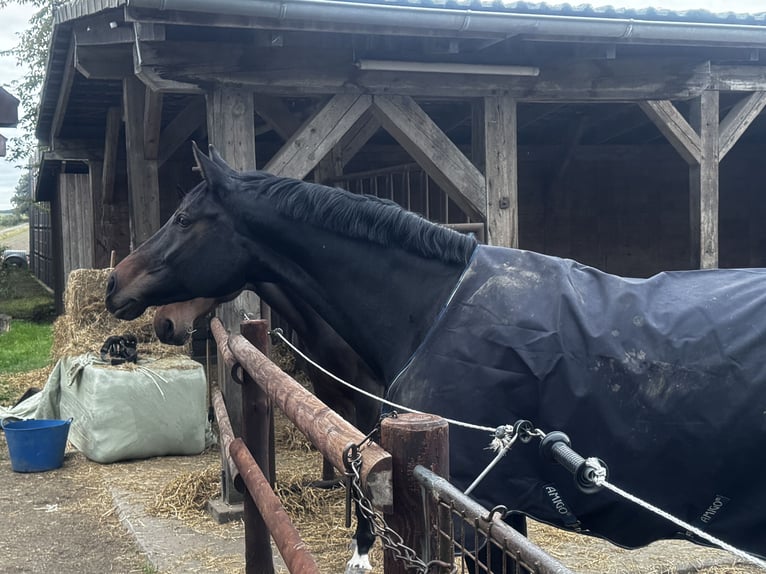 Koń hanowerski Klacz 8 lat 174 cm Ciemnogniada in Bienenb&#xFC;ttel
