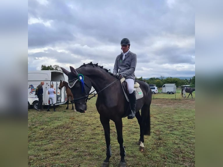 Koń hanowerski Klacz 8 lat 174 cm Kara in Einbeck