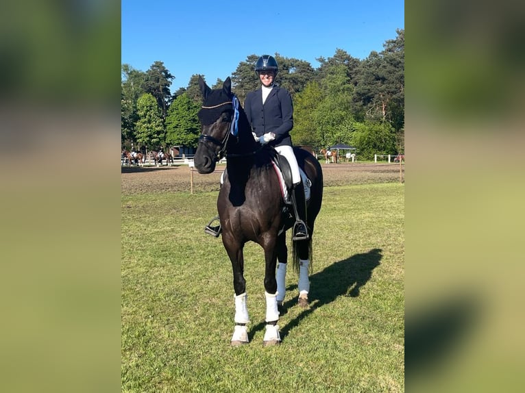Koń hanowerski Klacz 8 lat 174 cm Kara in Greven