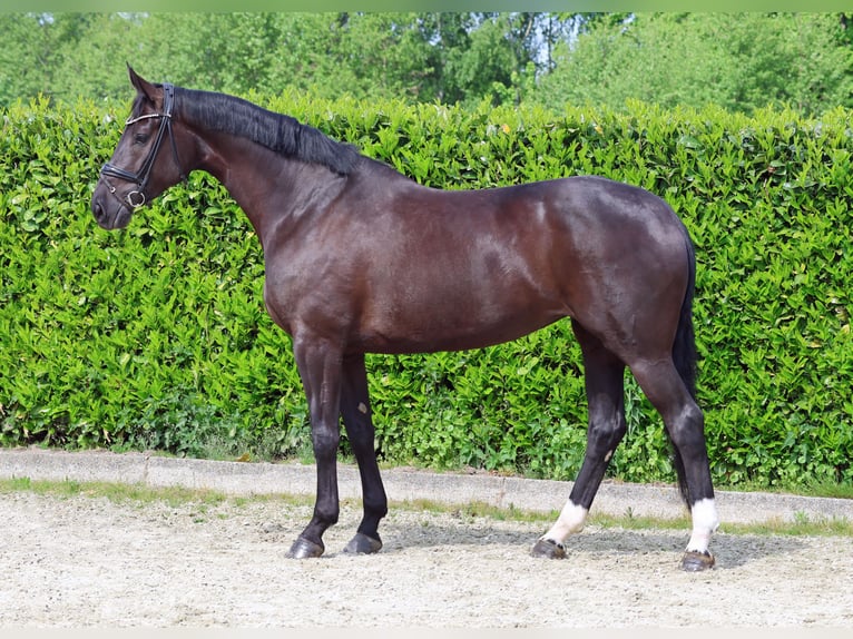 Koń hanowerski Klacz 8 lat 174 cm Kara in Greven