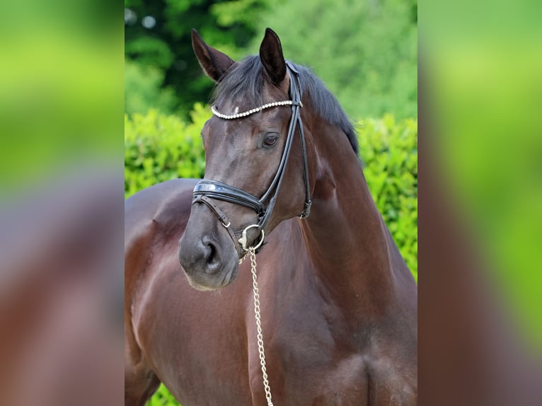 Koń hanowerski Klacz 8 lat 174 cm Kara in Greven