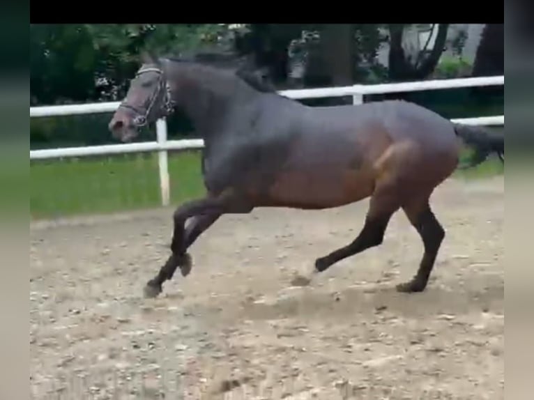 Koń hanowerski Klacz 8 lat 174 cm Skarogniada in Hamm