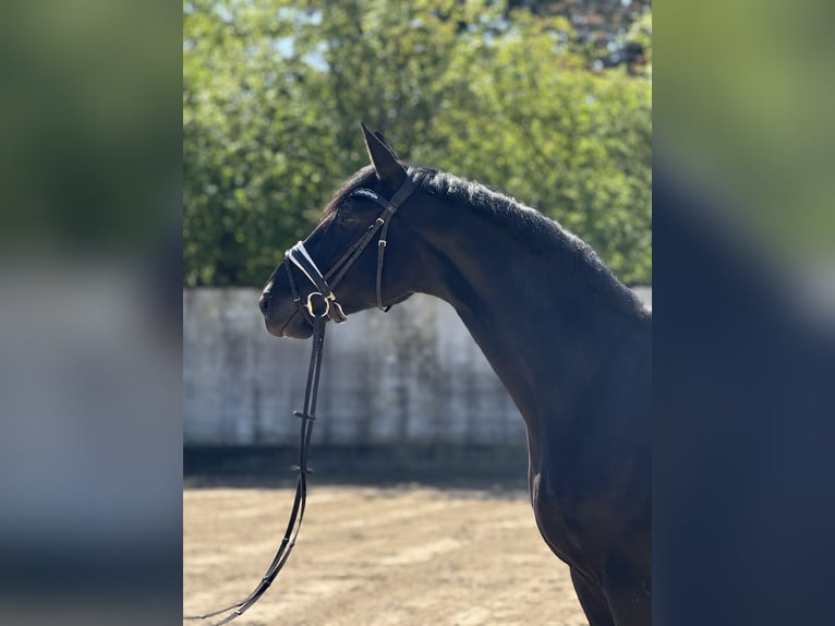 Koń hanowerski Klacz 8 lat 175 cm Kara in Düsseldorf