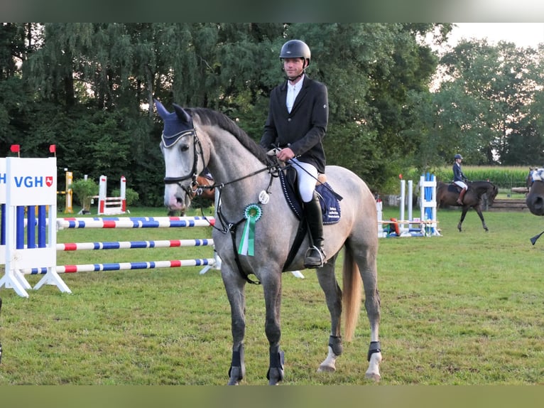 Koń hanowerski Klacz 8 lat 175 cm Siwa in Wedemark