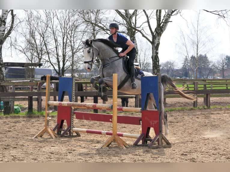 Koń hanowerski Klacz 8 lat 175 cm Siwa in Wedemark