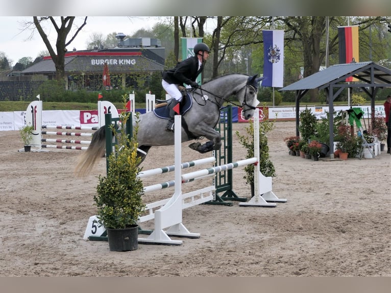 Koń hanowerski Klacz 8 lat 175 cm Siwa in Wedemark