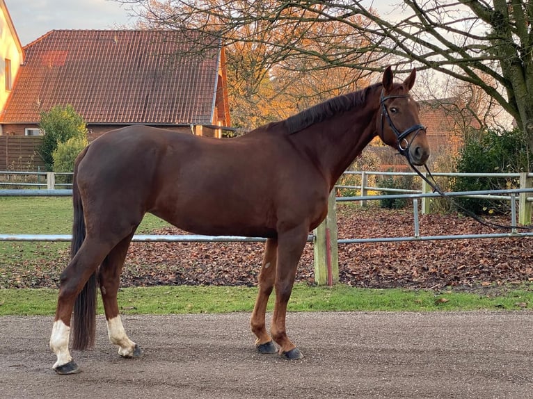 Koń hanowerski Klacz 8 lat 176 cm Ciemnokasztanowata in Petershagen
