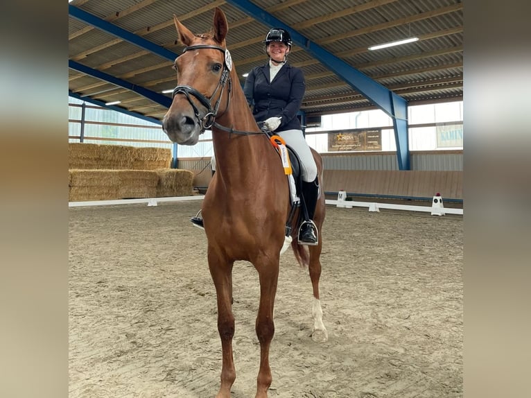 Koń hanowerski Klacz 8 lat 176 cm Ciemnokasztanowata in Petershagen