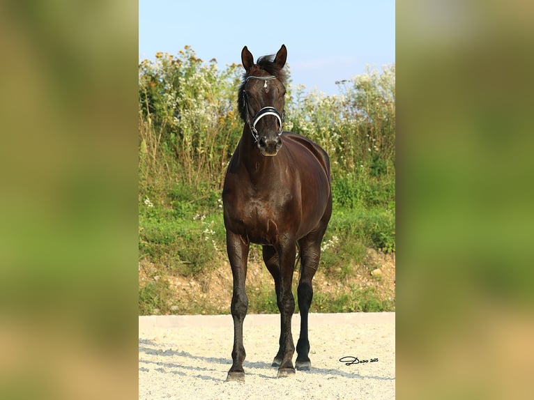 Koń hanowerski Klacz 8 lat 176 cm Kara in Schlatt