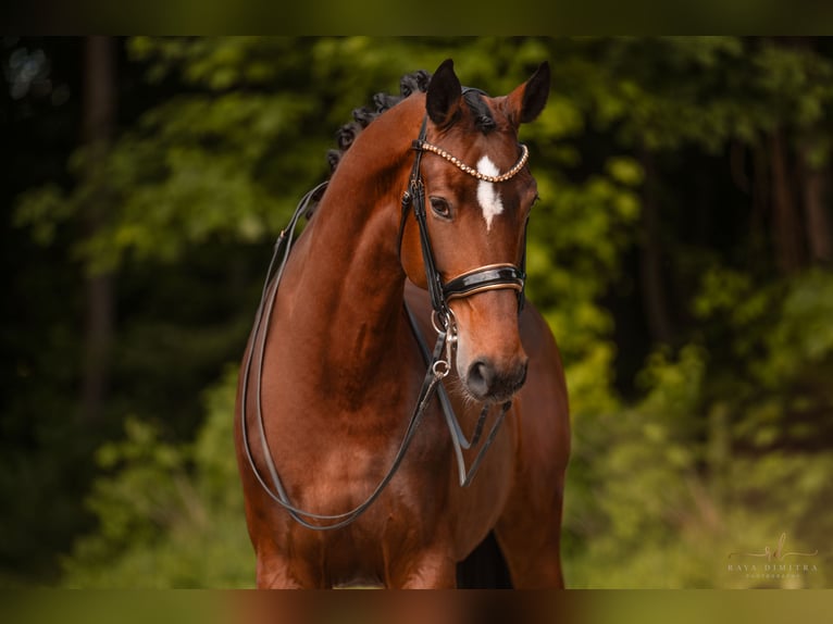 Koń hanowerski Klacz 8 lat 179 cm Gniada in Wehringen