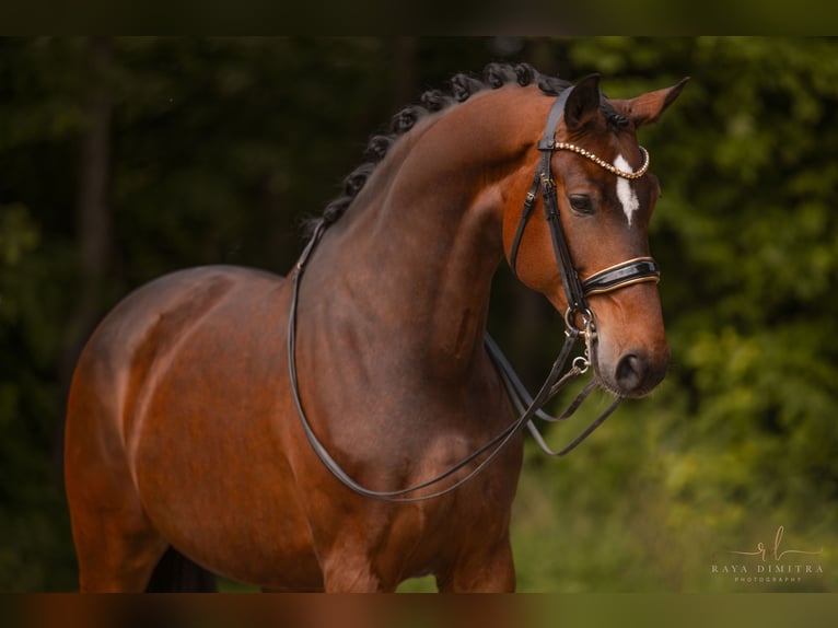 Koń hanowerski Klacz 8 lat 179 cm Gniada in Wehringen