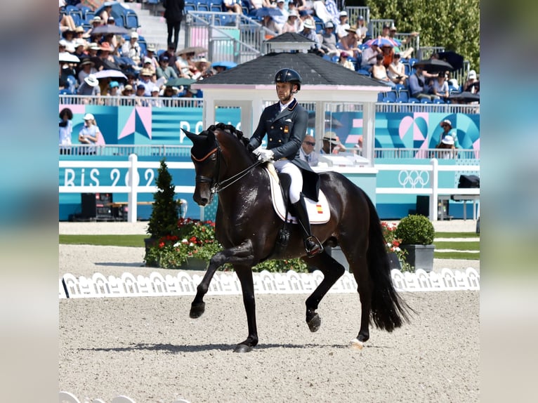 Koń hanowerski Klacz 8 lat 186 cm Gniada in Börrstadt