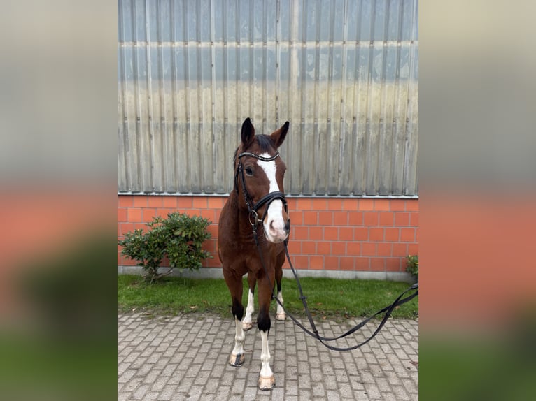 Koń hanowerski Klacz 9 lat 156 cm Gniada in Hamburg Kirchwerder