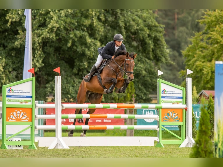 Koń hanowerski Klacz 9 lat 164 cm Ciemnogniada in Niemegk OT Neuendorf
