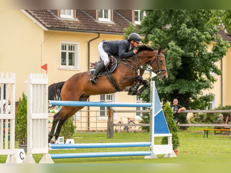Koń hanowerski Klacz 9 lat 164 cm Ciemnogniada in Niemegk OT Neuendorf