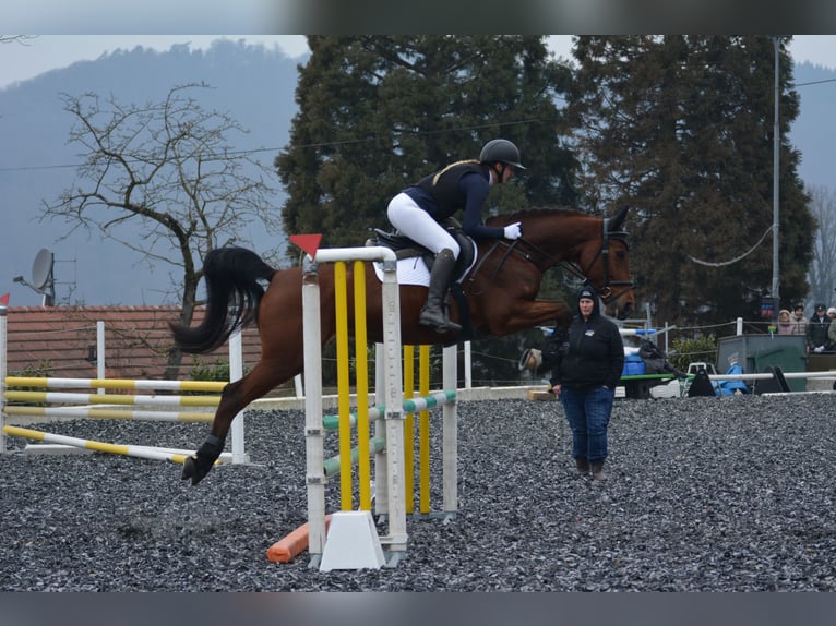 Koń hanowerski Klacz 9 lat 164 cm Gniada in Kirchberg