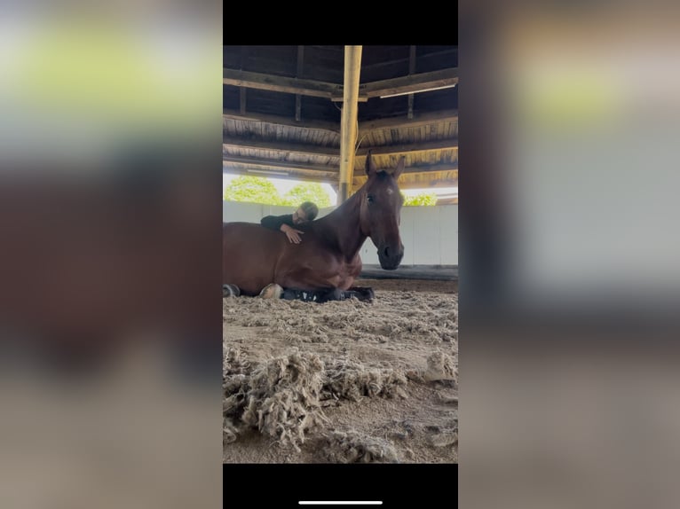 Koń hanowerski Klacz 9 lat 164 cm Gniada in Kirchberg