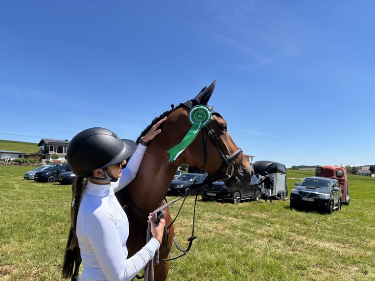 Koń hanowerski Klacz 9 lat 164 cm Gniada in Kirchberg