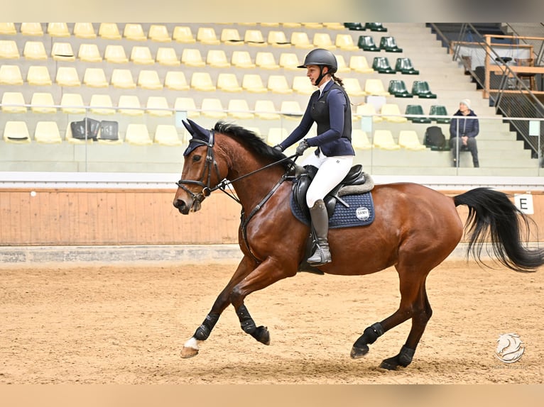 Koń hanowerski Klacz 9 lat 164 cm Gniada in Kirchberg
