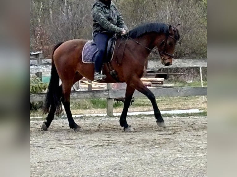 Koń hanowerski Klacz 9 lat 164 cm Gniada in Ferlach