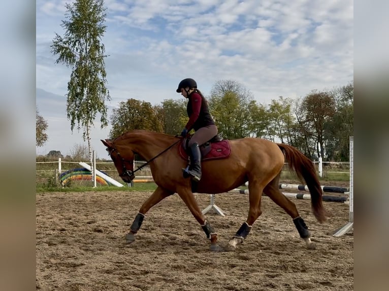 Koń hanowerski Klacz 9 lat 164 cm Kasztanowata in Stahnsdorf