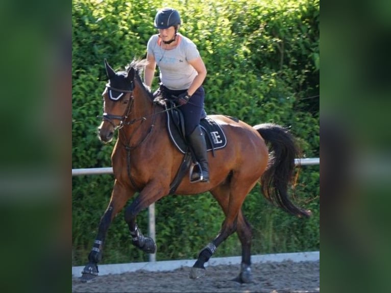 Koń hanowerski Klacz 9 lat 165 cm Ciemnogniada in Kupferzell