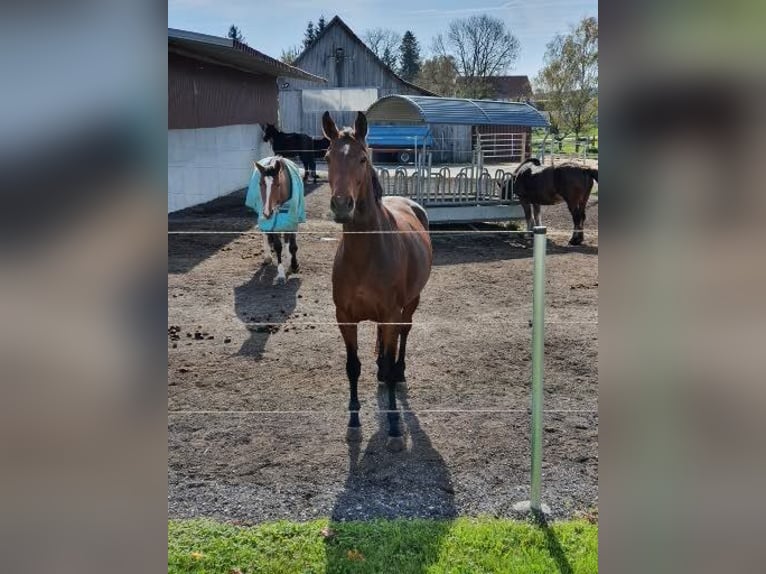 Koń hanowerski Klacz 9 lat 165 cm Ciemnogniada in Kupferzell
