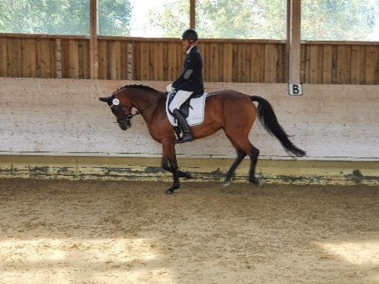 Koń hanowerski Klacz 9 lat 165 cm Ciemnogniada in Kupferzell