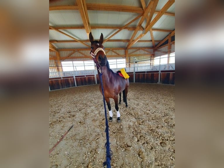 Koń hanowerski Klacz 9 lat 165 cm Ciemnogniada in Kupferzell