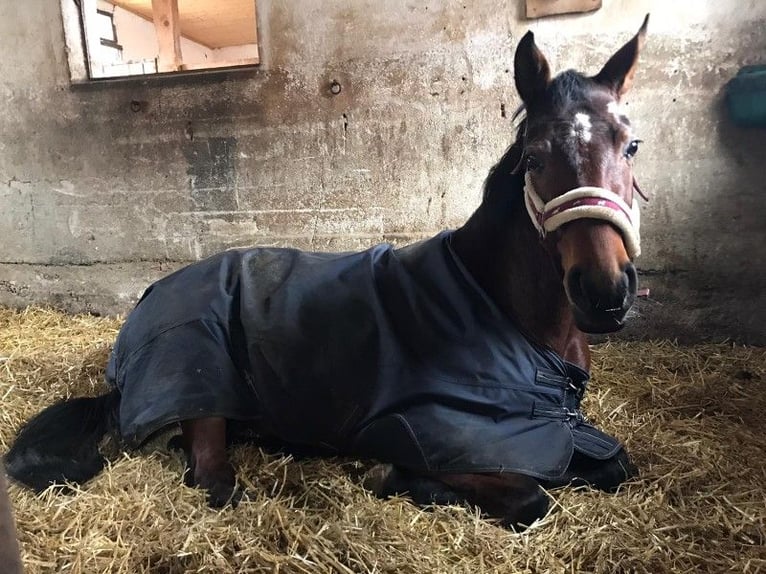 Koń hanowerski Klacz 9 lat 165 cm Ciemnogniada in Kupferzell