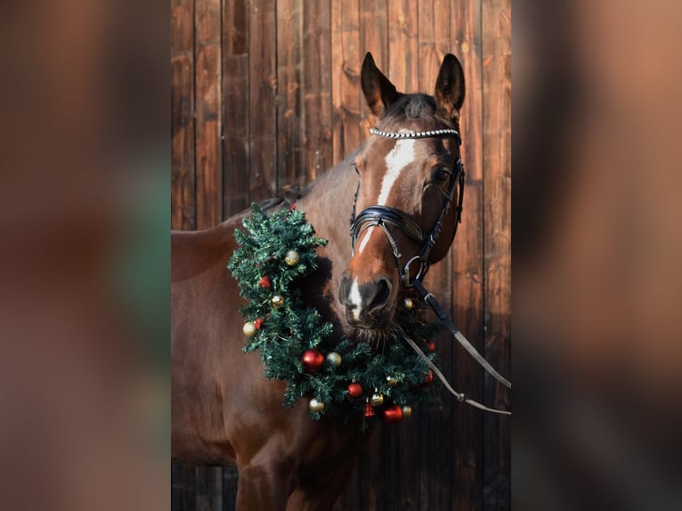 Koń hanowerski Klacz 9 lat 165 cm Ciemnogniada in Bad König