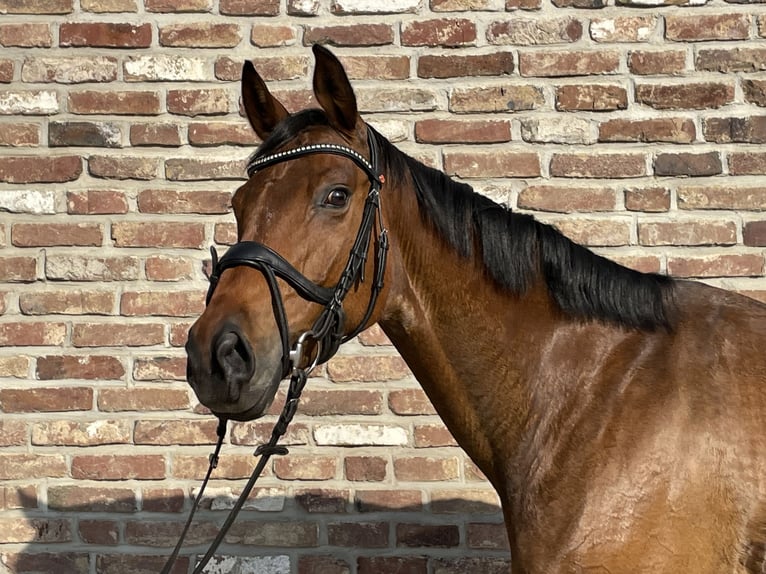 Koń hanowerski Klacz 9 lat 165 cm Gniada in Grevenbroich