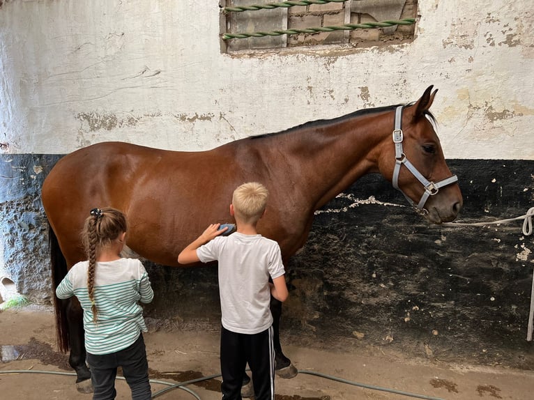 Koń hanowerski Klacz 9 lat 165 cm Gniada in Grevenbroich