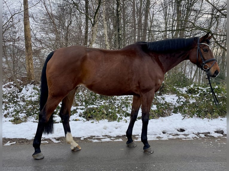 Koń hanowerski Klacz 9 lat 165 cm Gniada in Overath